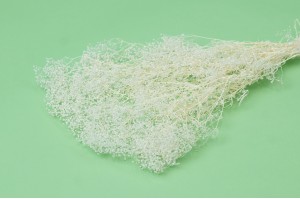 Mini Gypsophile sec │vente aux pros│Grossiste en fleurs séchées