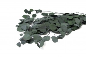 PHOCEALYS │Eucalyptus populus stabilisé │vente aux pros│Grossiste