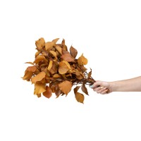 Lierre stabilisé│vente aux pros│Grossiste en végétaux stabilisés