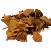 Lierre stabilisé│vente aux pros│Grossiste en végétaux stabilisés