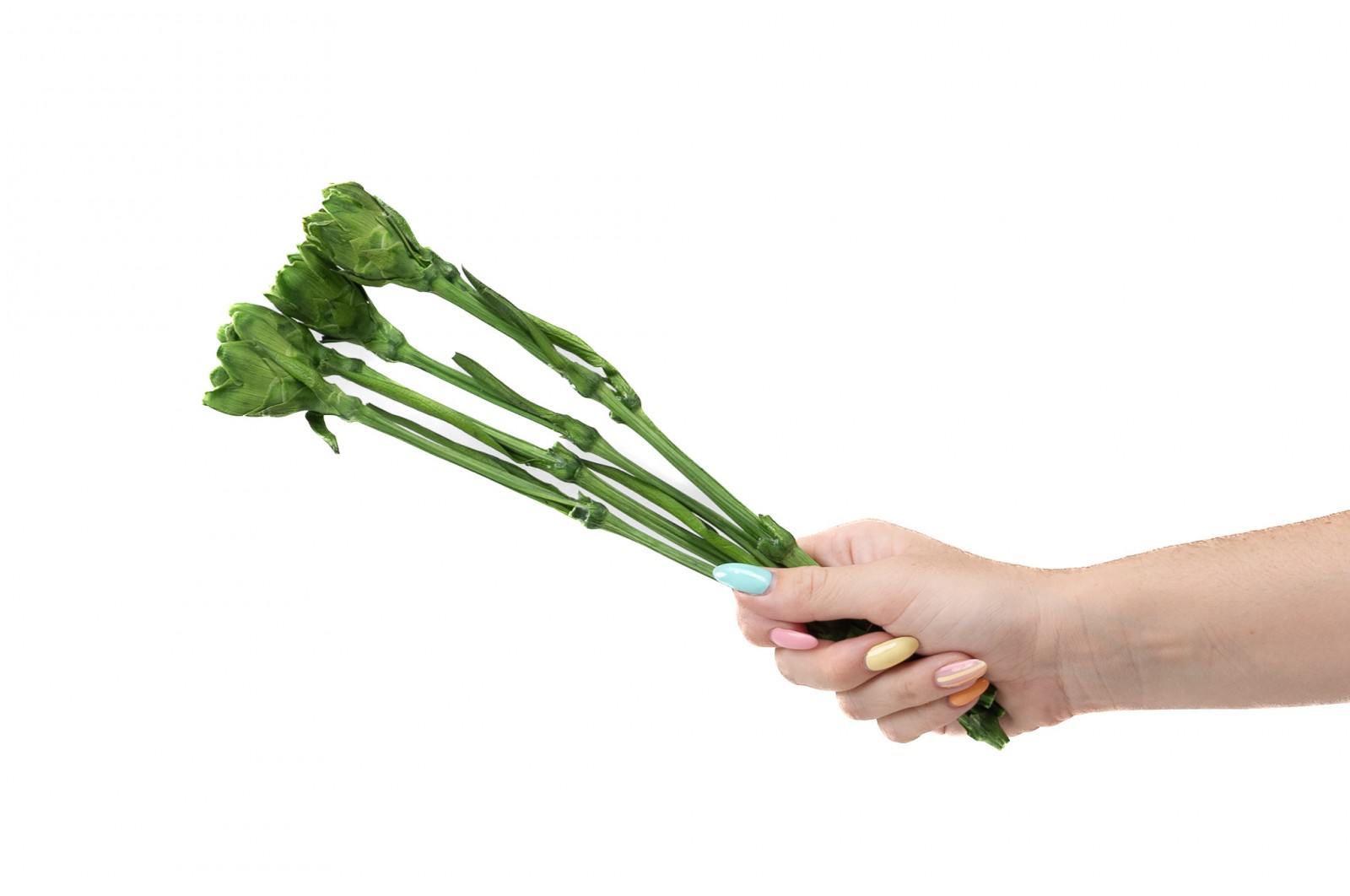 PHOCEALYS│Tiges d'œillets stabilisées  30cm│vente aux pros│Grossiste