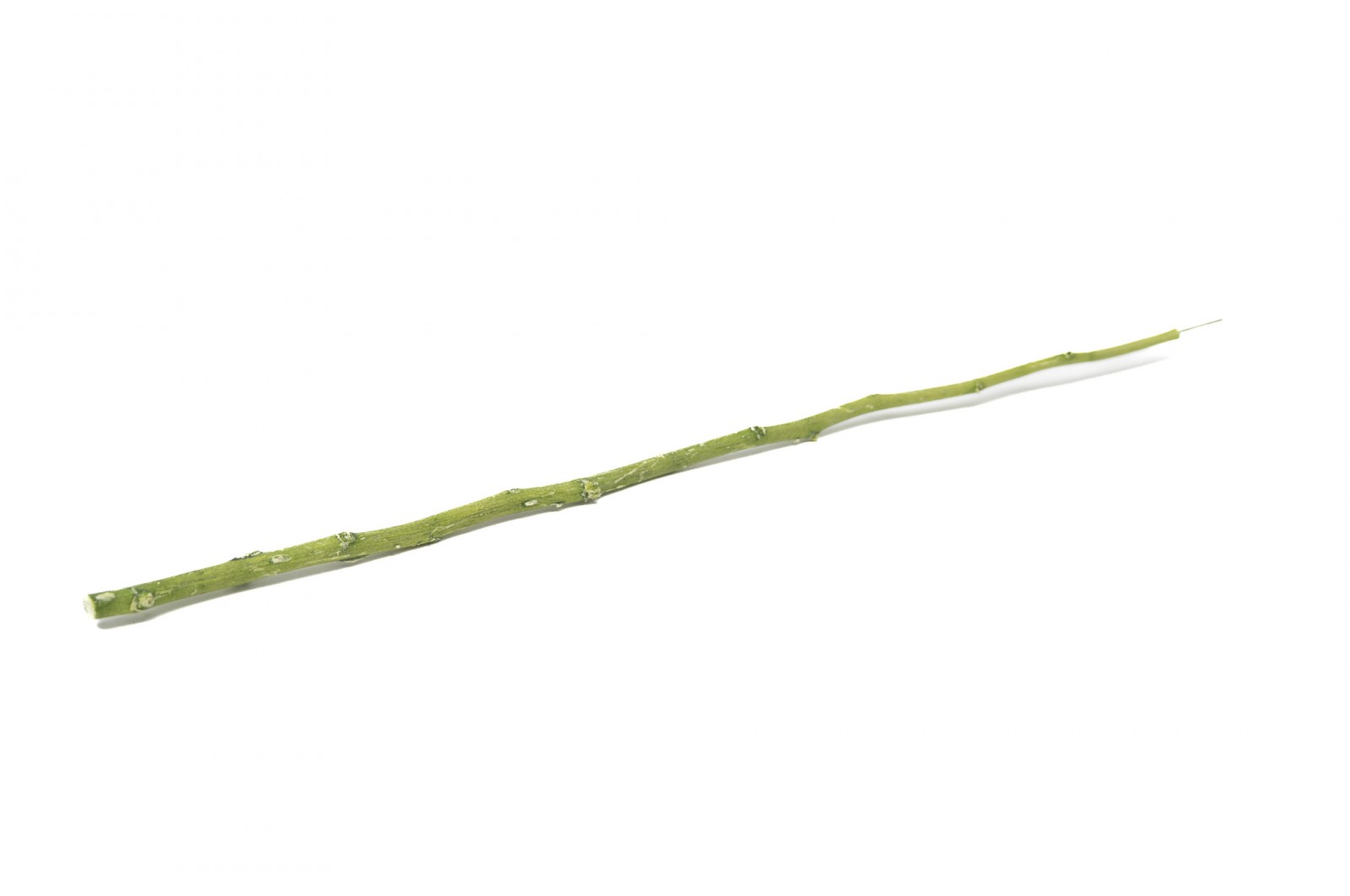 PHOCEALYS│Tiges de fleurs stabilisées 30cm│vente aux pros│Grossiste