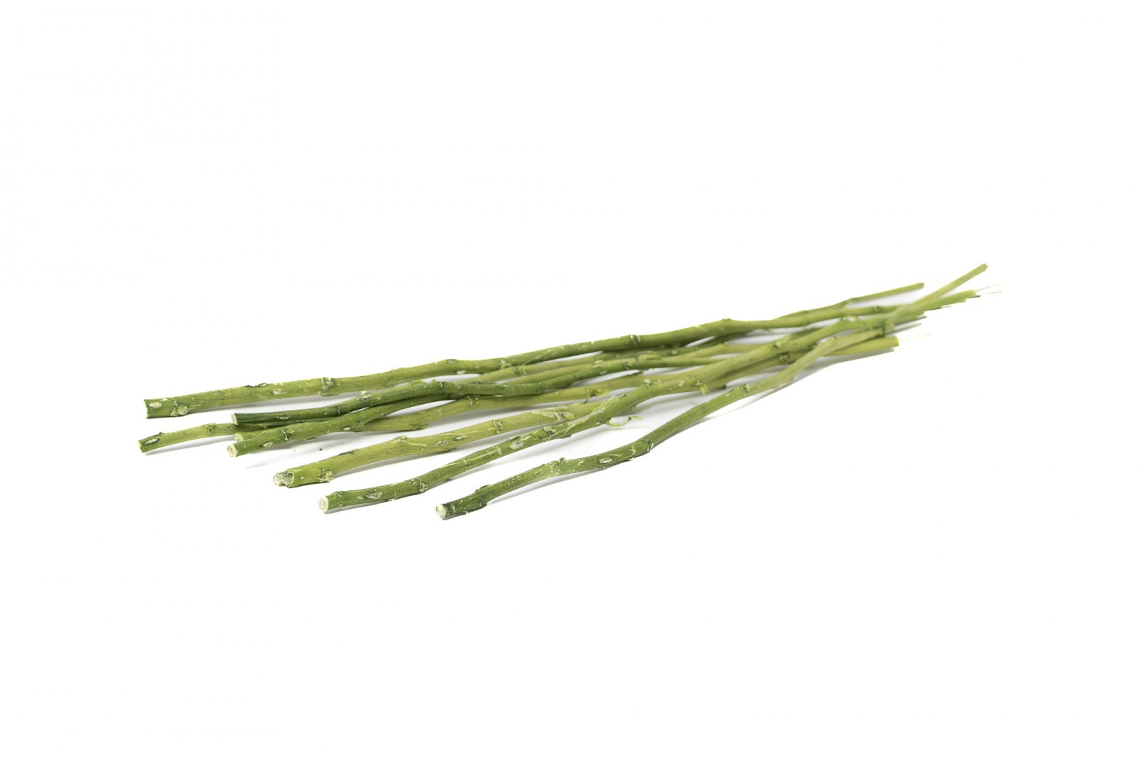 PHOCEALYS│Tiges de fleurs stabilisées 30cm│vente aux pros│Grossiste