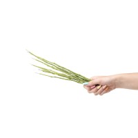 PHOCEALYS│Tiges de fleurs stabilisées 30cm│vente aux pros│Grossiste