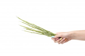PHOCEALYS│Tiges de fleurs stabilisées 30cm│vente aux pros│Grossiste