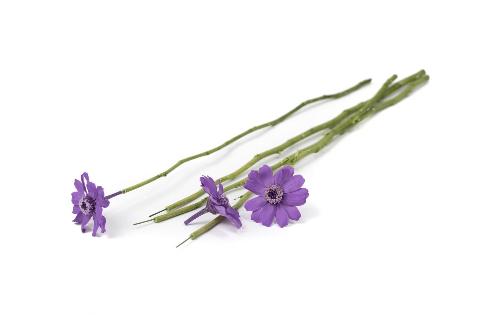 PHOCEALYS│Tiges de fleurs stabilisées 30cm│vente aux pros│Grossiste
