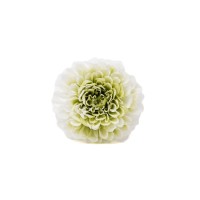 PHOCEALYS│Dahlia stabilisé│vente aux pros│Grossiste