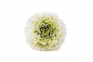 PHOCEALYS│Dahlia stabilisé│vente aux pros│Grossiste