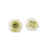 PHOCEALYS│Dahlia stabilisé│vente aux pros│Grossiste