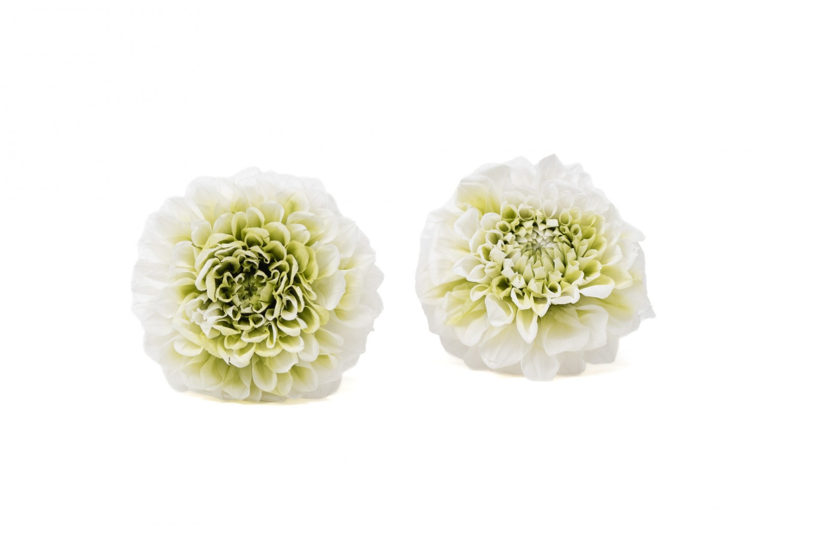 PHOCEALYS│Dahlia stabilisé│vente aux pros│Grossiste