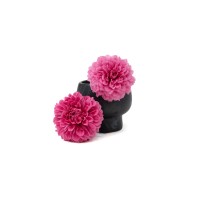 PHOCEALYS│Dahlia stabilisé│vente aux pros│Grossiste