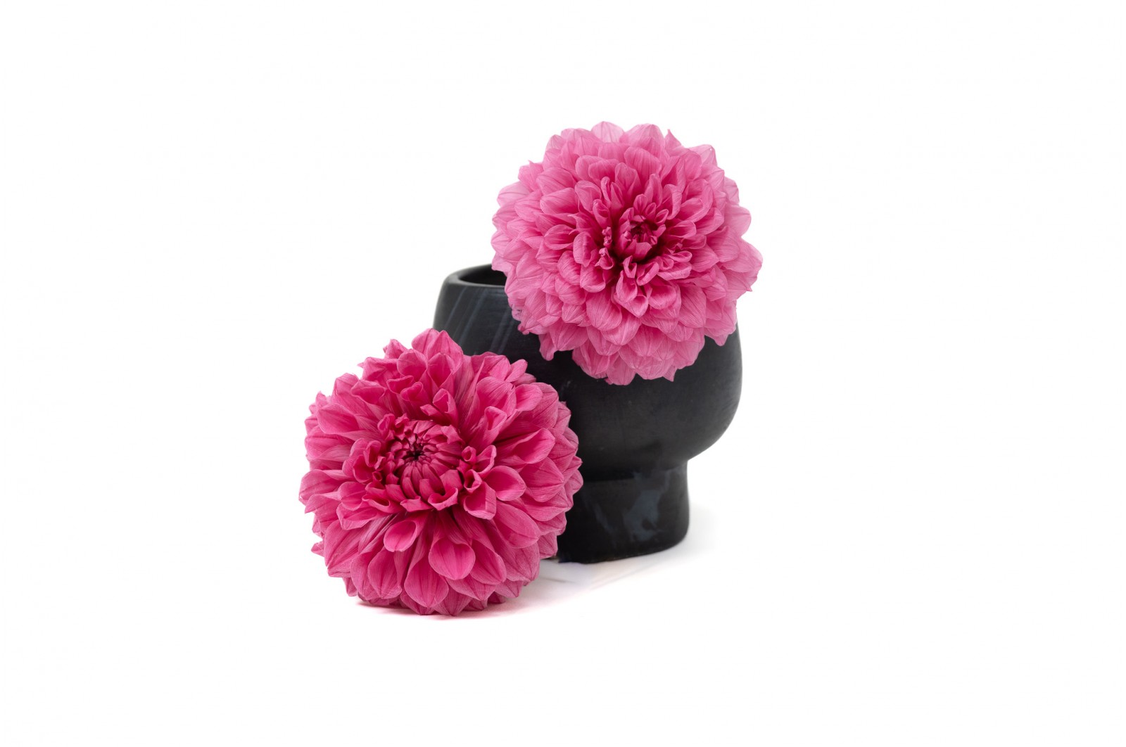 PHOCEALYS│Dahlia stabilisé│vente aux pros│Grossiste