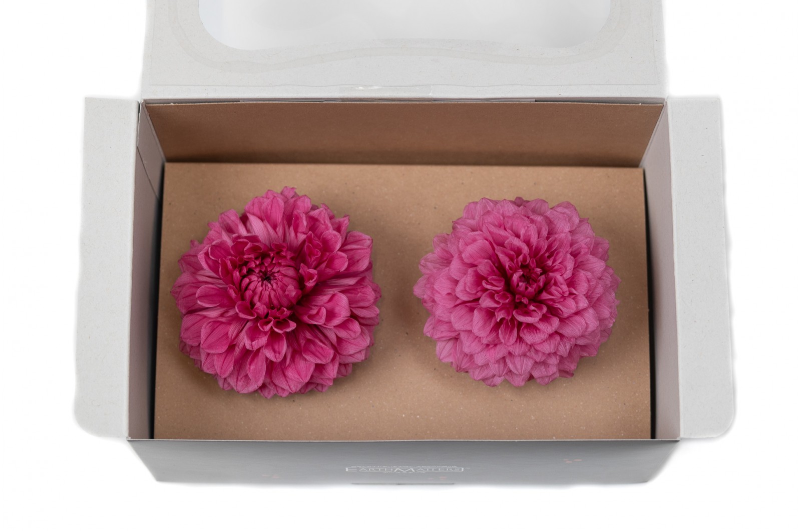 PHOCEALYS│Dahlia stabilisé│vente aux pros│Grossiste