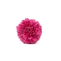 PHOCEALYS│Dahlia stabilisé│vente aux pros│Grossiste