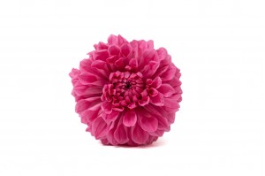 PHOCEALYS│Dahlia stabilisé│vente aux pros│Grossiste