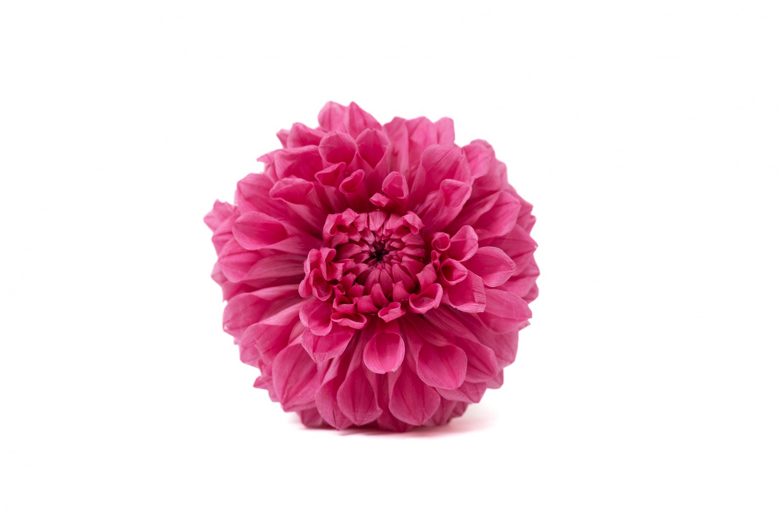 PHOCEALYS│Dahlia stabilisé│vente aux pros│Grossiste