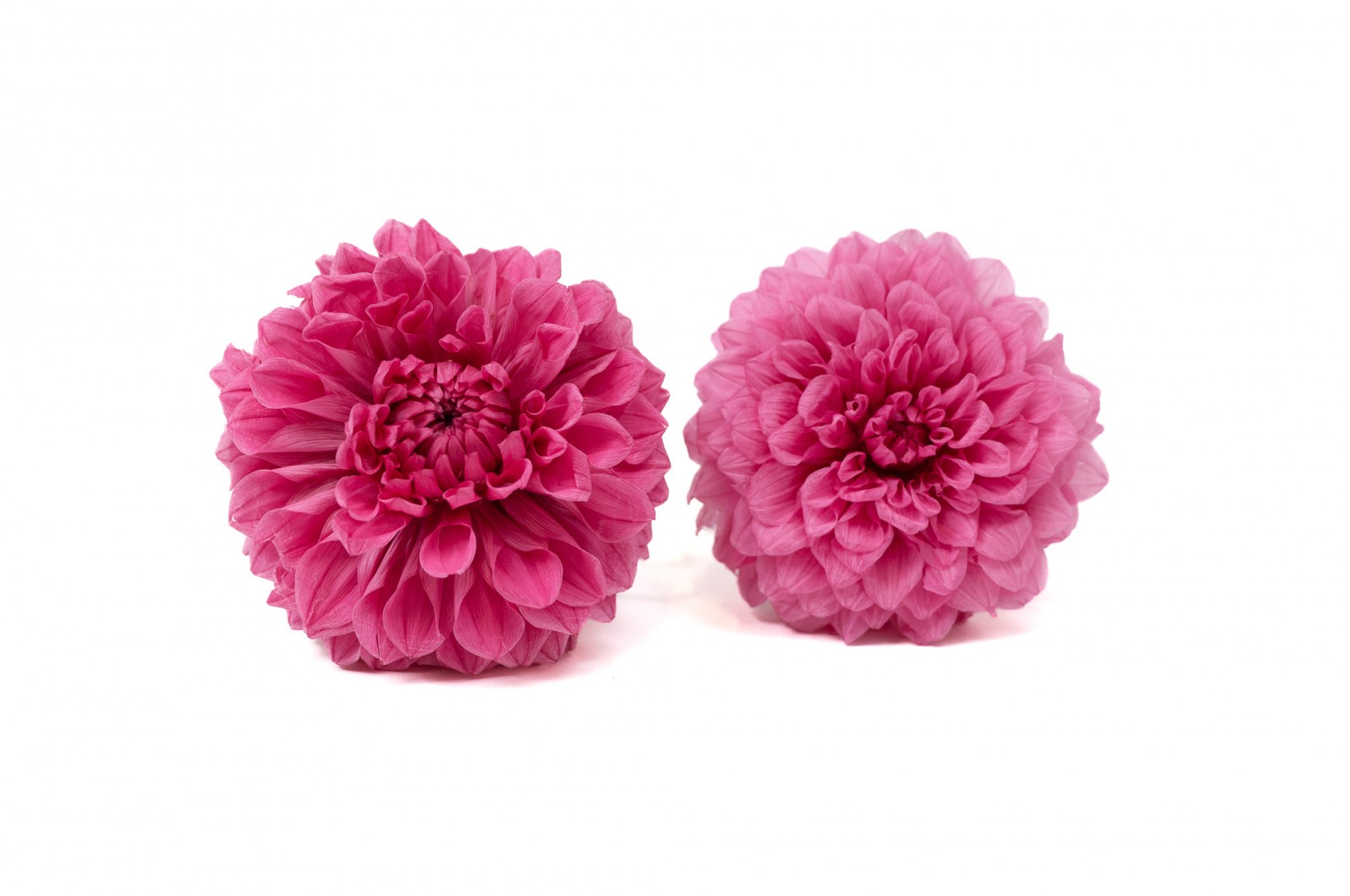PHOCEALYS│Dahlia stabilisé│vente aux pros│Grossiste