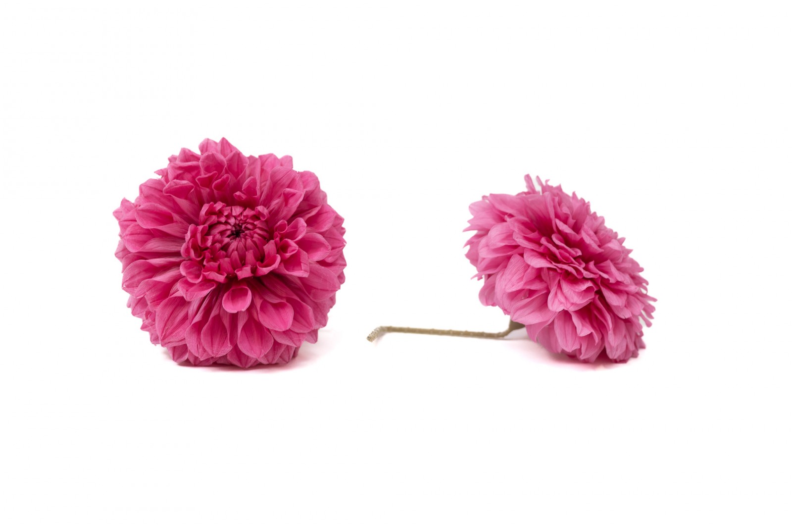 PHOCEALYS│Dahlia stabilisé│vente aux pros│Grossiste