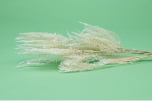 PHOCEALYS│Fougère ombrelle stabilisée│vente aux pros│Grossiste