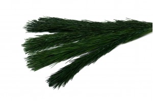 PHOCEALYS│Branches de pin stabilisées│vente aux pros│Grossiste