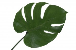 Feuilles de monstera stabilisées│vente aux pros│Grossiste