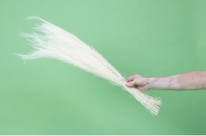 Agrostis sec│vente aux pros│Grossiste en fleurs séchées