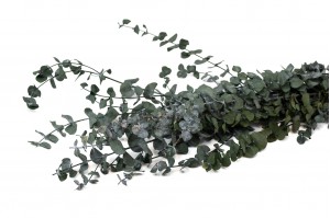 PHOCEALYS │Eucalyptus baby stabilisé │vente aux pros│Grossiste