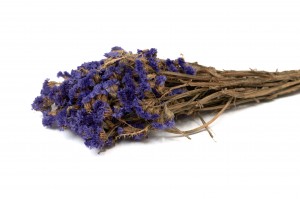 PHOCEALYS│Statice sec│vente aux pros│Grossiste en fleurs séchées