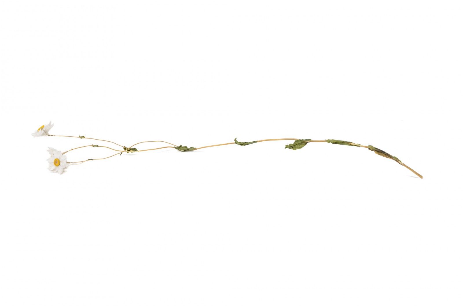 PHOCEALYS│Rhodante séchée│vente aux pros│Grossiste en fleurs séchées