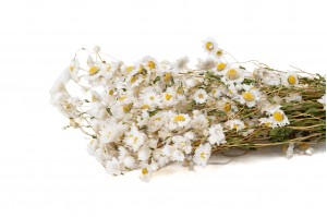 PHOCEALYS│Rhodante séchée│vente aux pros│Grossiste en fleurs séchées