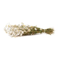 PHOCEALYS│Rhodante séchée│vente aux pros│Grossiste en fleurs séchées