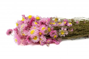 PHOCEALYS│Acroclinium sec│vente aux pros│Grossiste en fleurs séchées