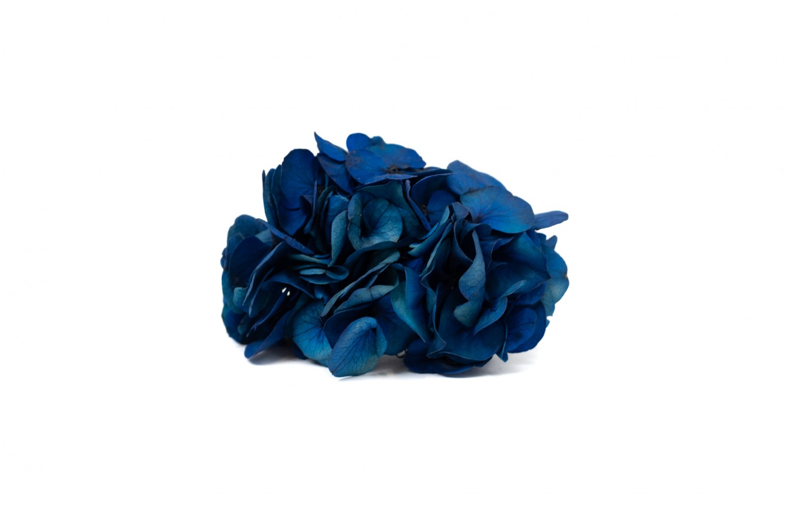 PHOCEALYS │Posy Hortensia stabilisé│vente aux pros│Grossiste