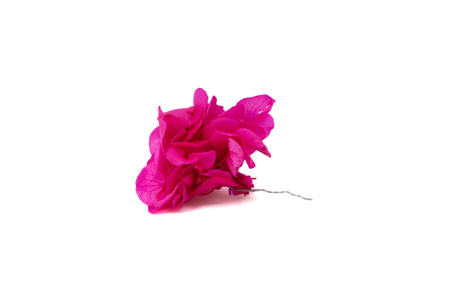 PHOCEALYS │Posy Hortensia stabilisé│vente aux pros│Grossiste