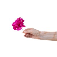 PHOCEALYS │Posy Hortensia stabilisé│vente aux pros│Grossiste