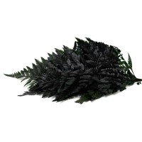 PHOCEALYS│Fougère cuir stabilisée│vente aux pros│Grossiste