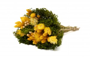 PHOCEALYS│Bouquet de fleurs séchées│vente aux pros│Grossiste