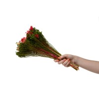 PHOCEALYS│Bouquet de fleurs séchées│vente aux pros│Grossiste