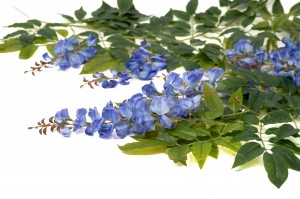 PHOCEALYS│Guirlande de glycine artificielle│Grossiste en déco végétale