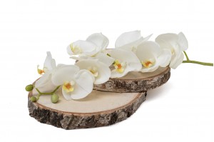 PHOCEALYS│Orchidée artificielle│vente aux pros│Grossiste en végétaux artificiels