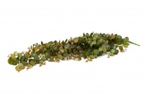 Chute d’eucalyptus artificiel | Phocealys grossiste | Prix compétitifs
