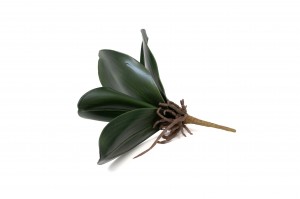 Feuilles de Phalaenopsis artificielle - Phocealys Grossiste végétal
