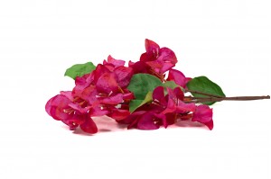 PHOCEALYS│Bougainvillier Artificiel│Grossiste en végétaux artificiels
