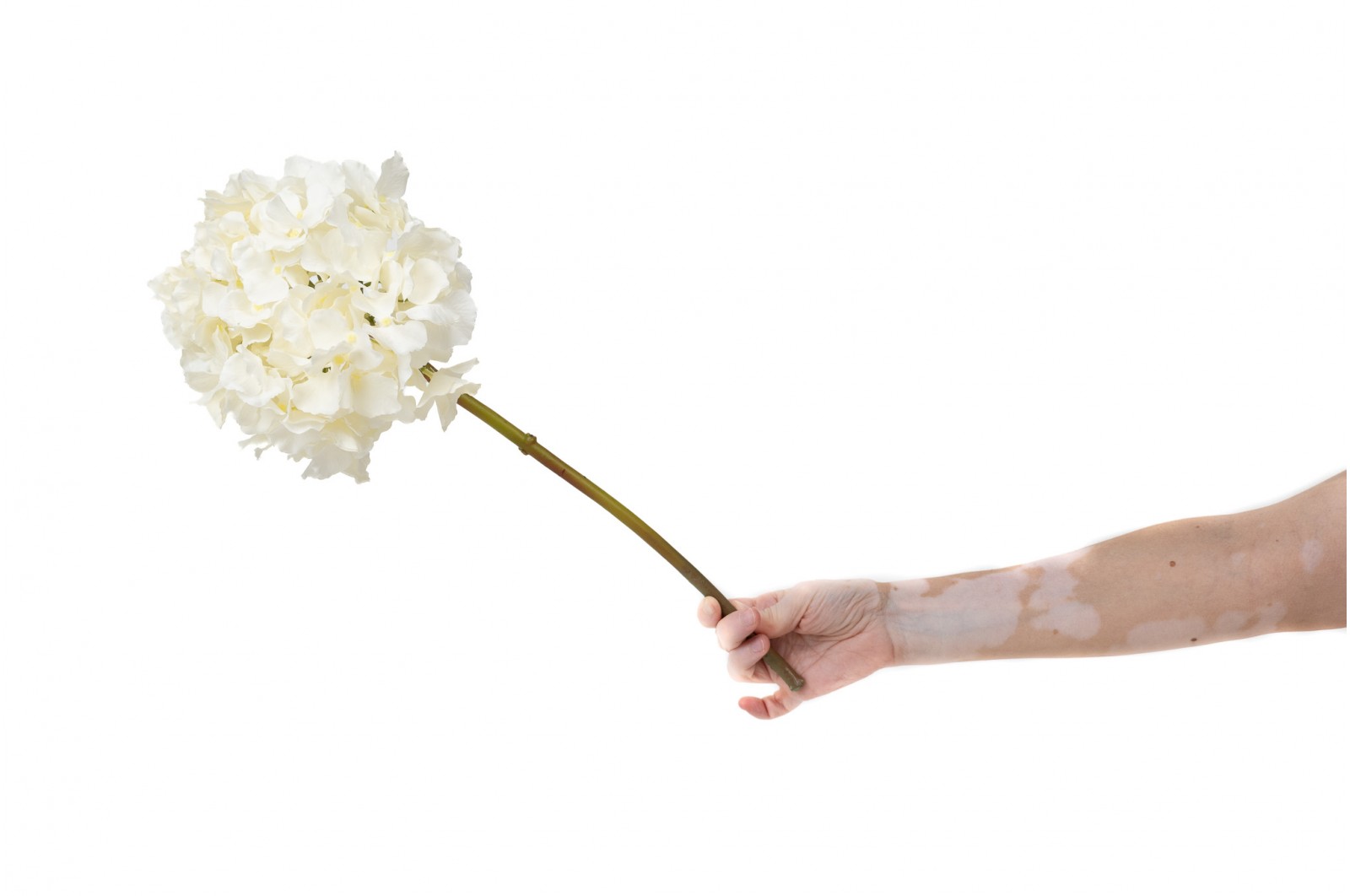 PHOCEALYS│Hortensia Artificiel│Grossiste en végétaux artificiels