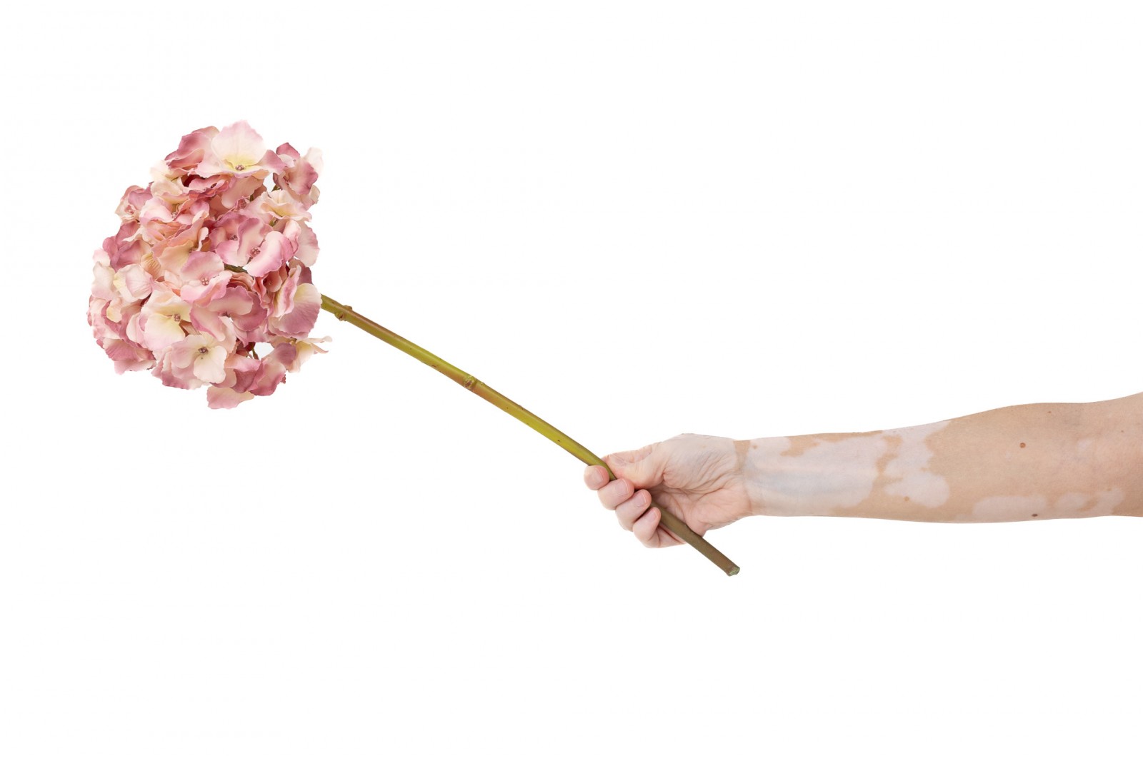 PHOCEALYS│Hortensia Artificiel│Grossiste en végétaux artificiels