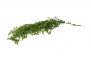 Chute d’asparagus artificiel | Phocealys Grossiste | Prix compétitifs