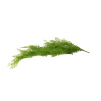 Chute asparagus artificiel mini |Phocealys Grossiste|Choix & Qualité pro