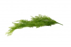 Chute asparagus artificiel mini |Phocealys Grossiste|Choix & Qualité pro