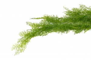 Chute asparagus artificiel mini |Phocealys Grossiste|Choix & Qualité pro