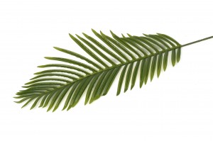 PHOCEALYS│Feuille de Palme Phoenix artificielle│vente aux pros